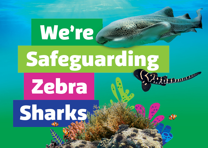 SLT Were Safeguarding Zebra Sharks 700X500[3]