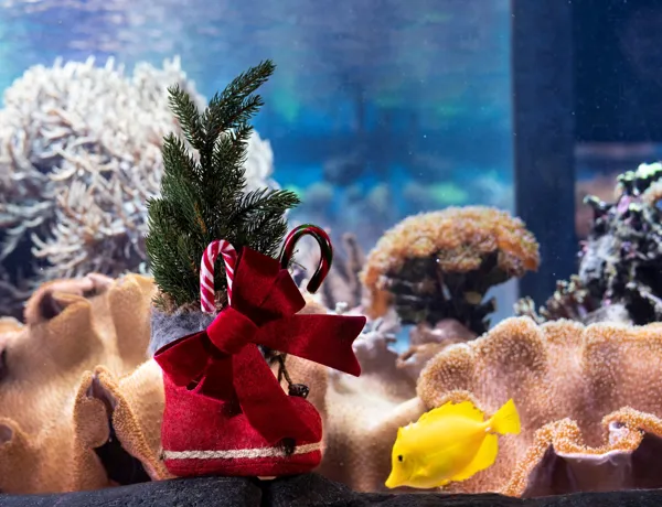 Sealife Gift