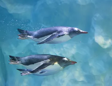 SEA LIFE Penguins