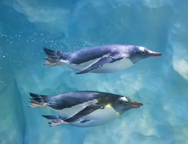 SEA LIFE Penguins