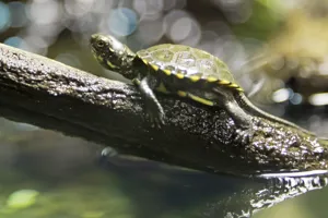 Europaeische Sumpfschildkroete