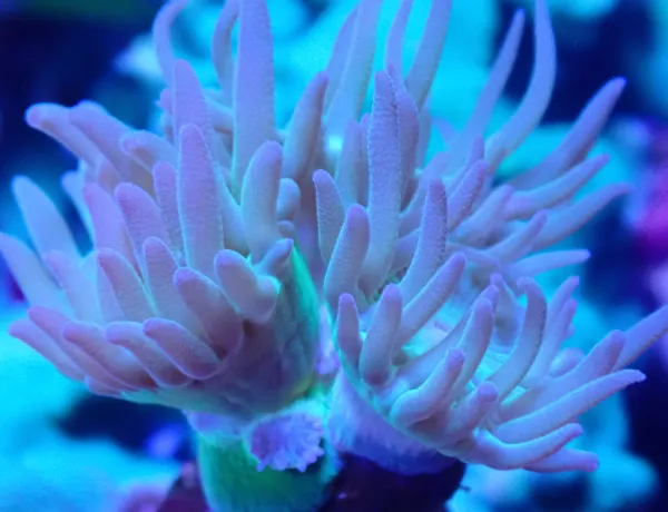 Duncanopsammia (Genus)Coral