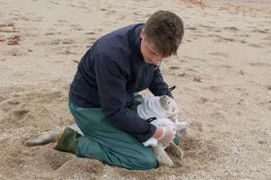 Seal Pup Rescue