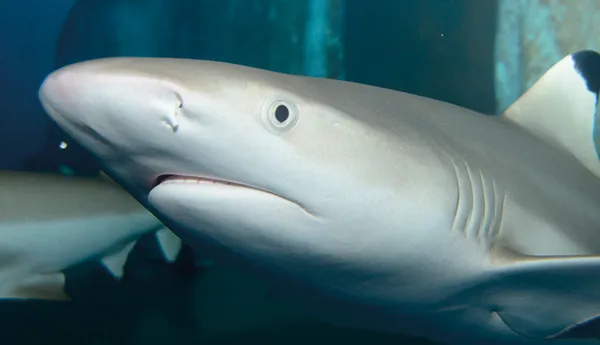 Black tip reef shark