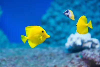 9547 Shutterstock 232458661 Yellow Tang