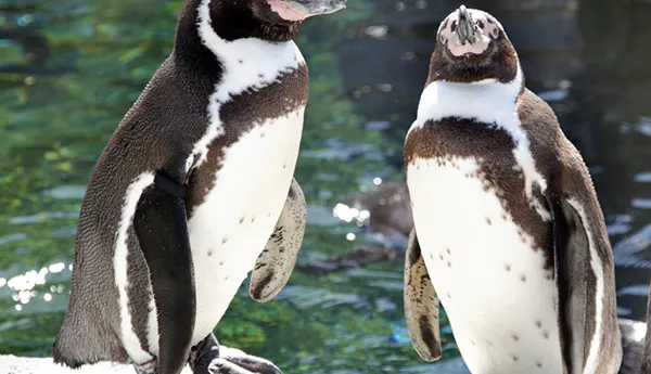 Humboldt penguins