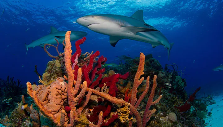 SL Blog Shark Hero 720X720px