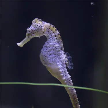 Seahorse