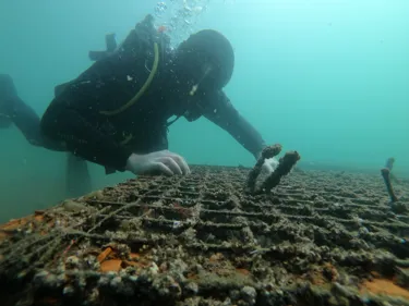 Diver Checking On The Babies At Clifton Gardens