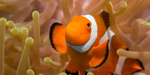 Clownfish