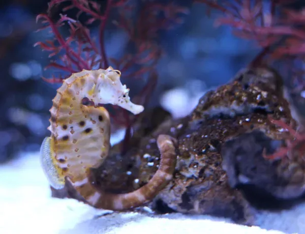 Pot Bellied Seahorse