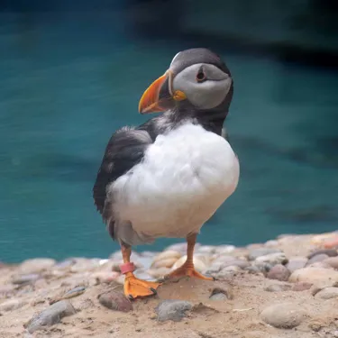 Puffincorish