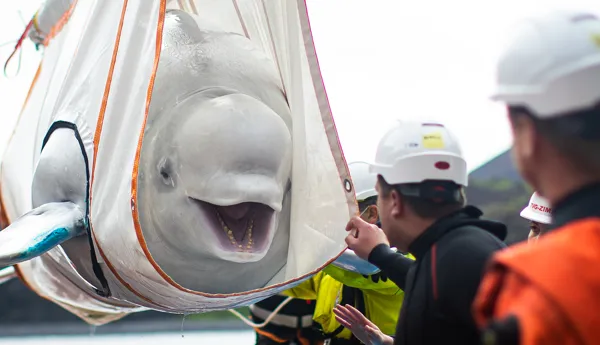 Beluga whale being rescued