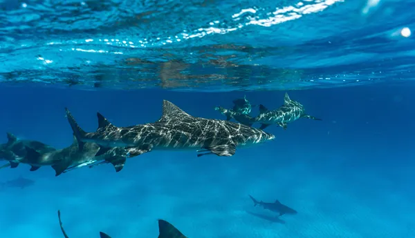 Sharks giving off light