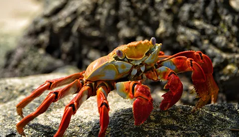 Rockpool Life Rockpool Creatures | Official SEA LIFE Website