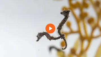 Baby Seahorse