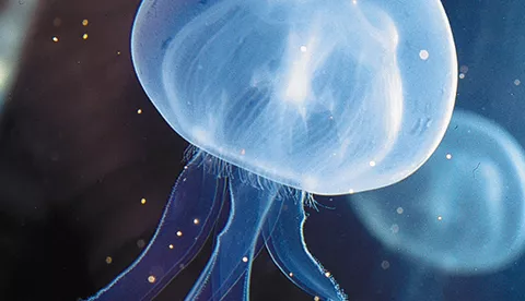 Semi-transparent jellyfish
