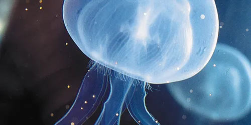 Semi-transparent jellyfish