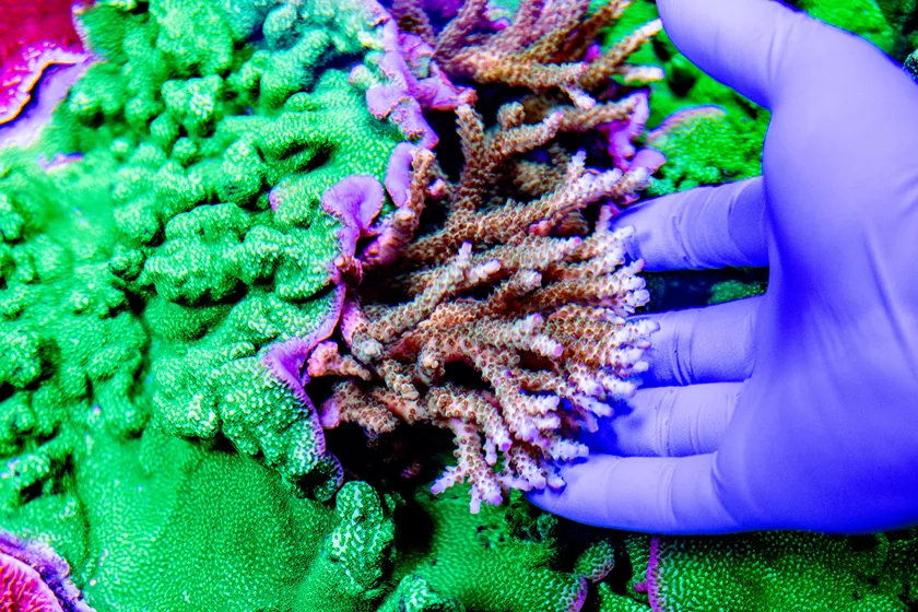 Cron Fish Clownfish | Official SEA LIFE Website