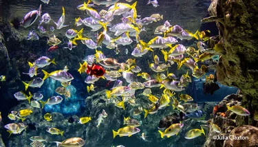 SL Blog #5 Image 1 ©Julia Claxton 2023 720X410px