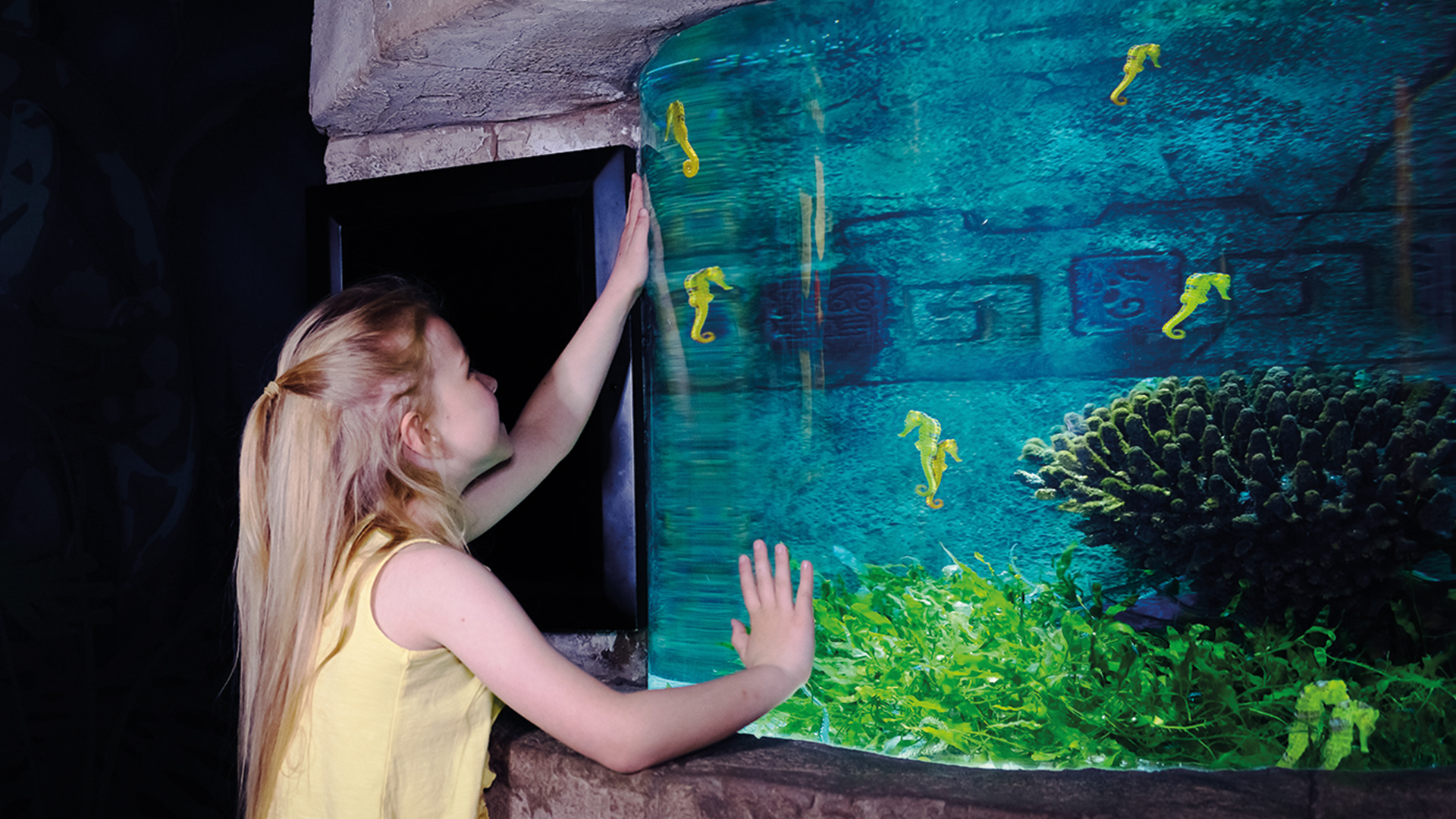 Little girl watching seahorses