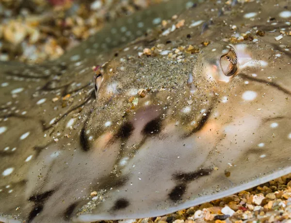 Undulate rays