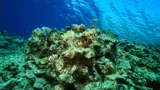 Dead coral reef