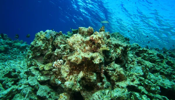 Dead coral reef