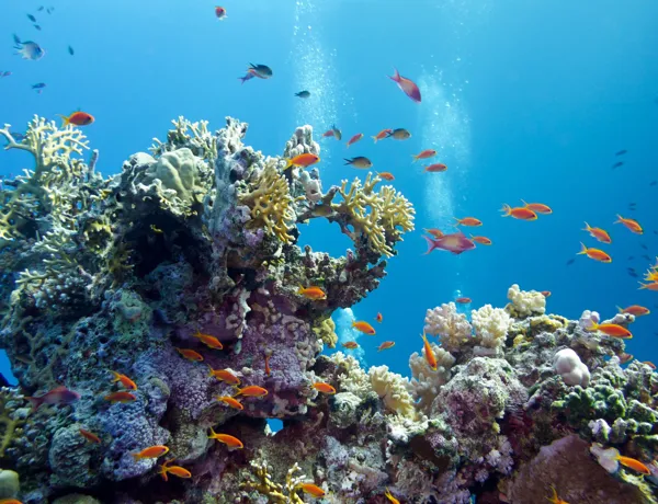 Coral Reefs