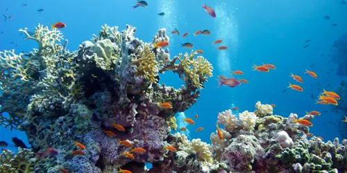 Coral Reefs