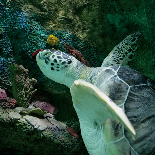 Sea turtle swimming in the ocean