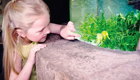 Girl engaging with seahorse