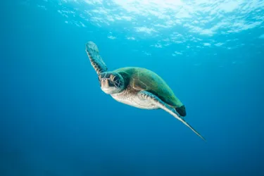 10592 Green Sea Turtle Underwater