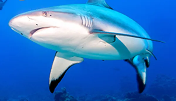 Protect sharks