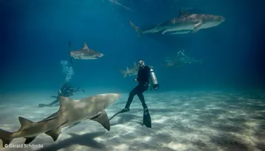 SL Blog Shark Image 1 720X420px
