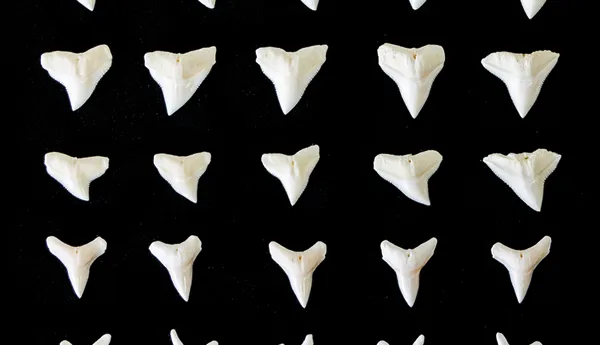 Black tip shark teeth