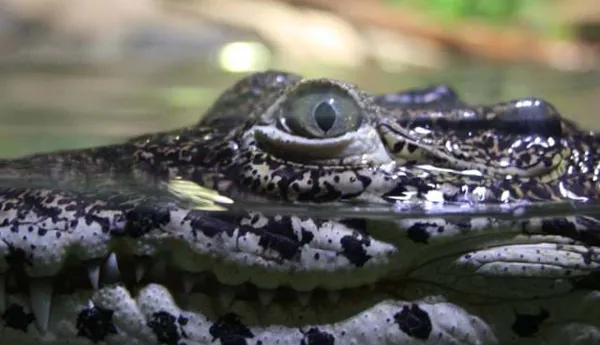 Cuban croc