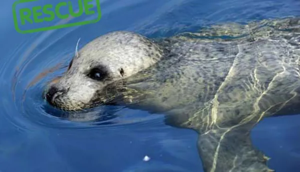Rescue seal