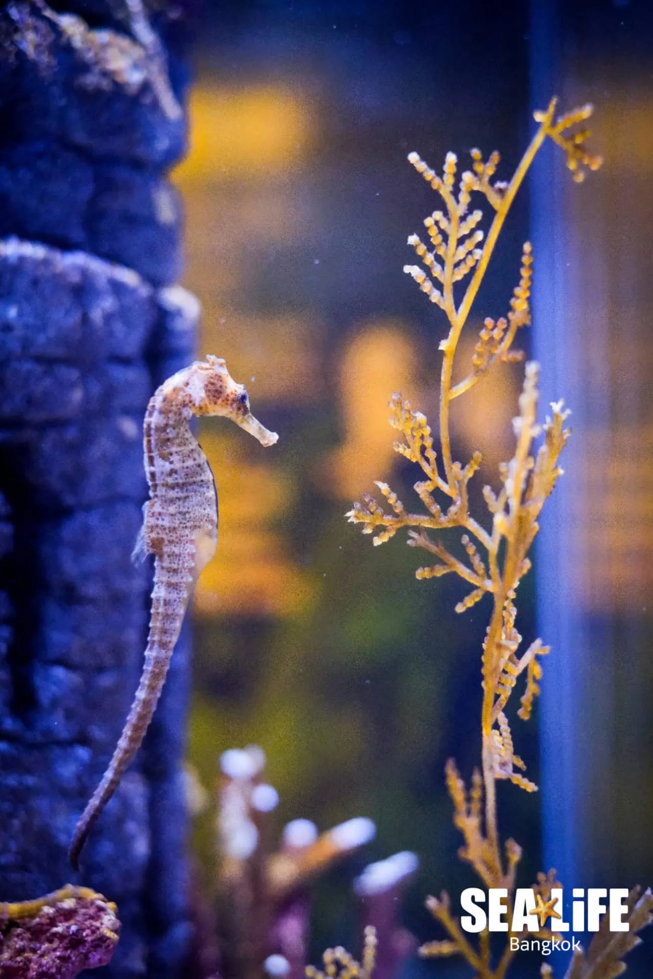 seahorse bangkok 