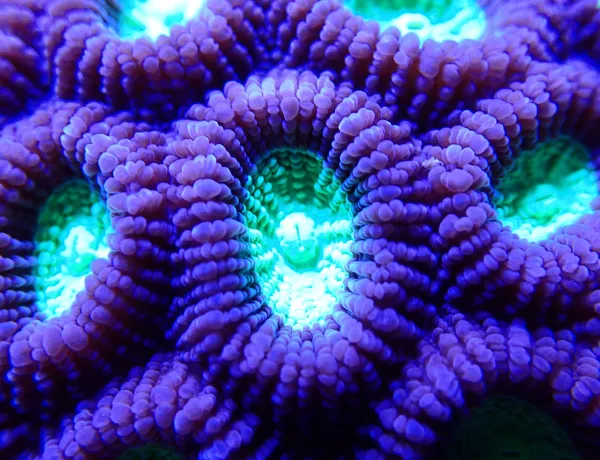 Favia (Genus) Coral JPG