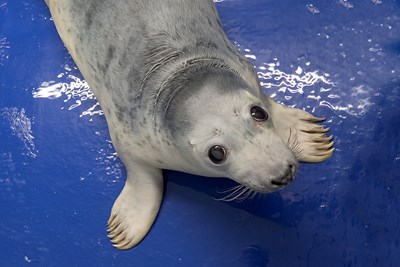 Cornish Seal