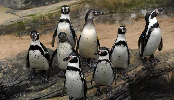 Penguins | Official SEA LIFE Website