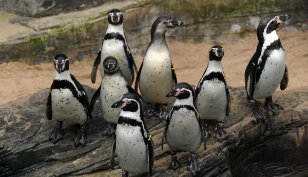 A group of penguins