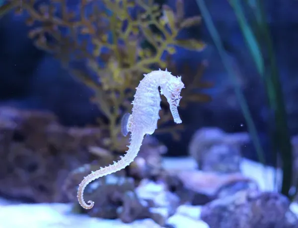Whites Seahorse (1)