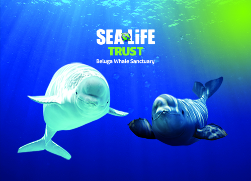 SEA LIFE Trust Beluga Whales