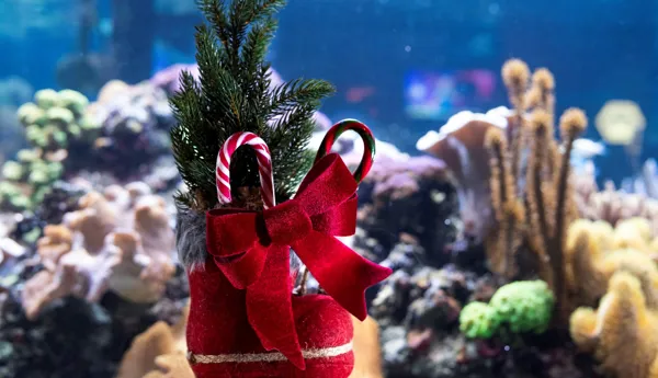 Sealife Speyer Christmas