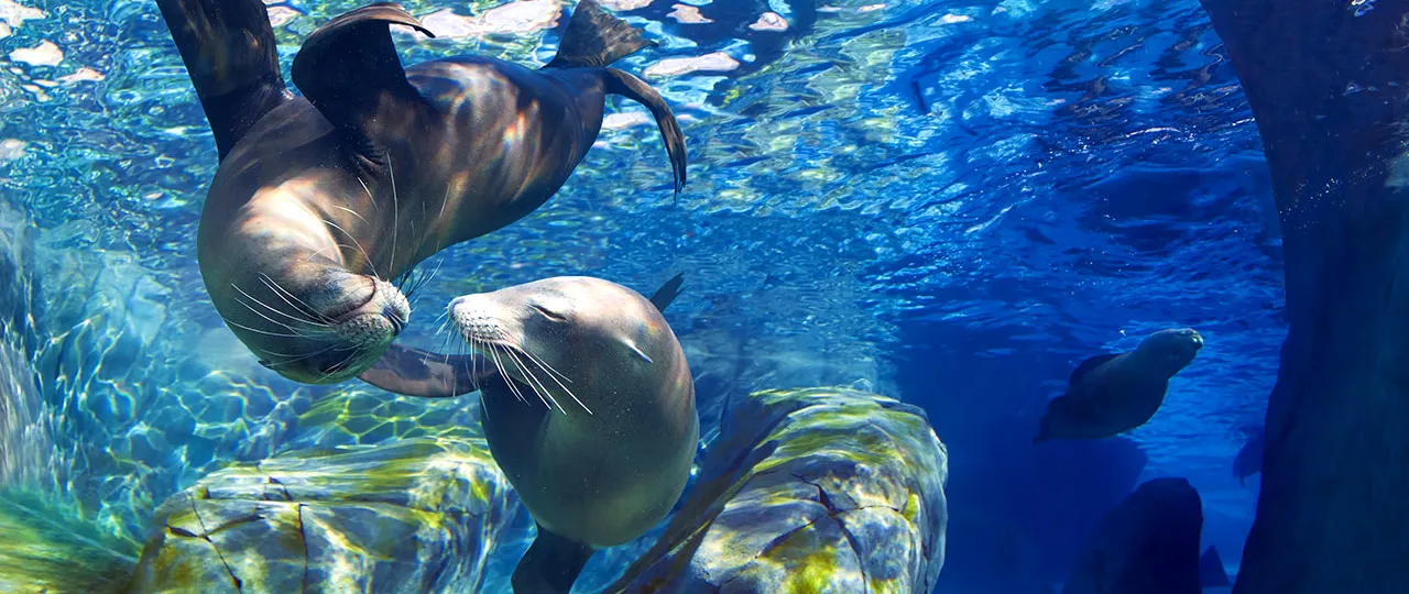 Seal couple