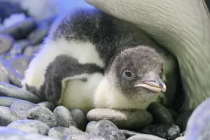 Penguin Chick Gentoo