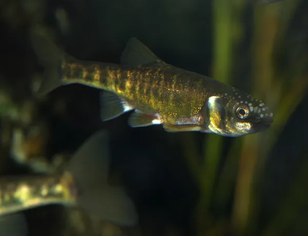 SEA LIFE Fish