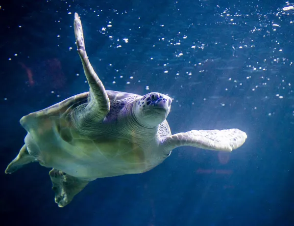 Turtle